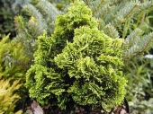 Chamaecyparis obtusa 'Aurora' 